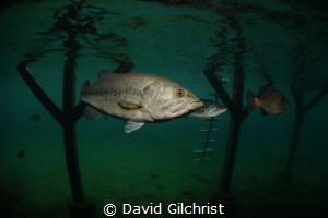 'Under the Dock' Nice size bass hanging out under dock at... by David Gilchrist 